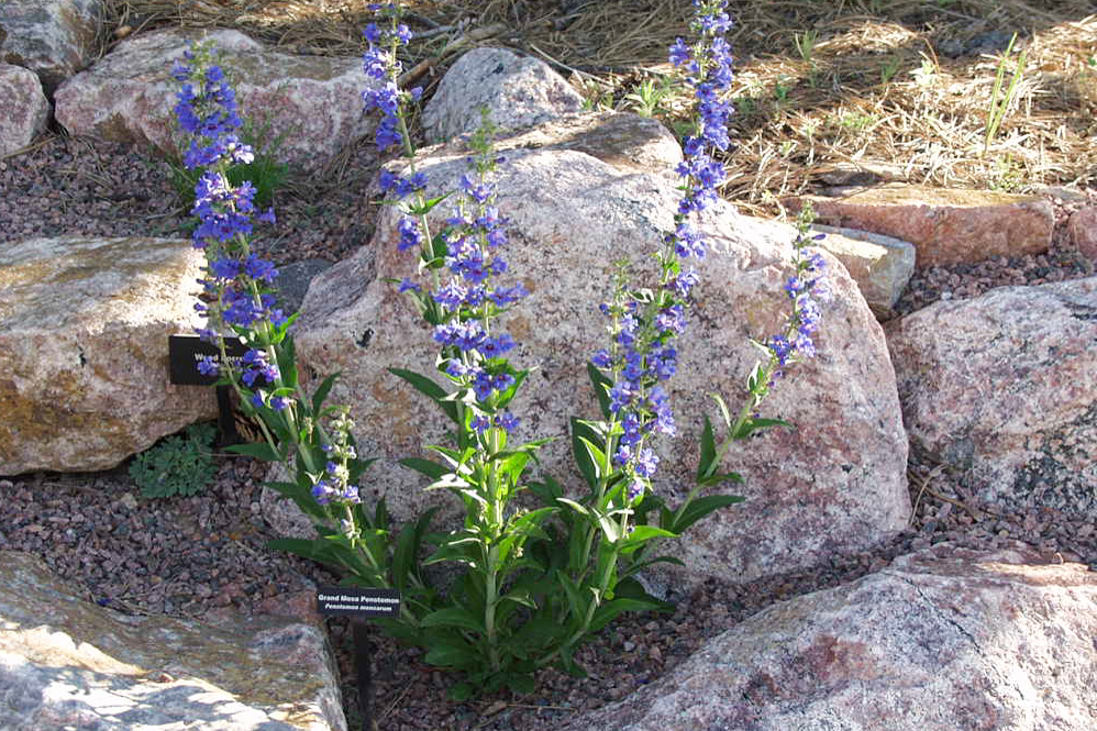 Grand Mesa Beardtongue